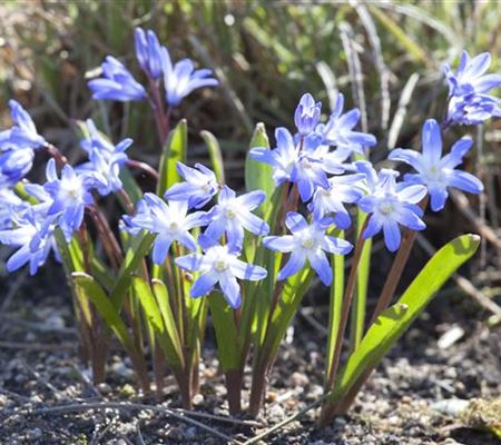 Blumenzwiebeln im Steingarten – So gelingt die Farbenpracht Blumenzwiebeln im Steingarten – So gelingt die Farbenpracht
