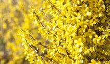 Forsythie
