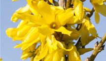 Forsythie