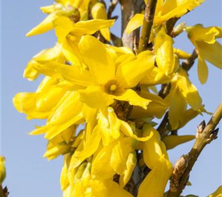 Forsythia intermedia (x) 'Week-End'