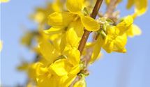 Forsythie