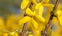 Forsythie