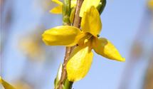 Forsythie