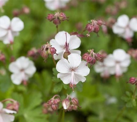 Geranium cantabrigiense (x) 'Biokovo' Geranium cantabrigiense (x) 'Biokovo'