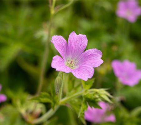 Geranium oxonianum (x) 'Claridge Druce'