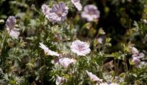 Blutroter Storchschnabel