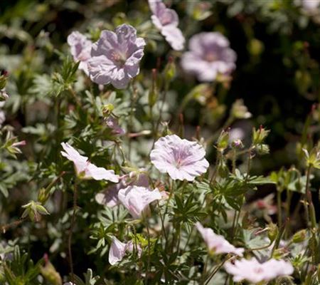 Geranium sanguineum var. striatum