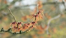 Zaubernuss