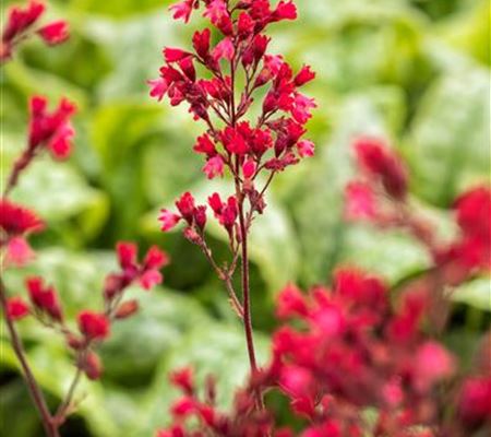 Heuchera 'Paris' Heuchera 'Paris'