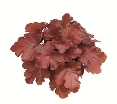Heuchera 'Fire Alarm' Heuchera 'Fire Alarm'