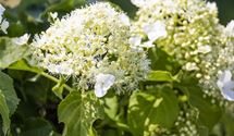 Kletterhortensie