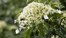 Kletterhortensie