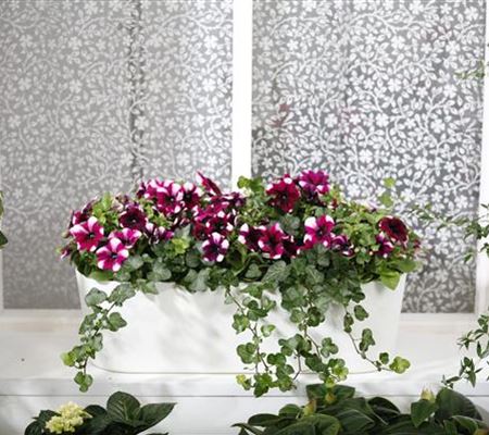 Bereit für den Sommer – Balkon und Garten blühen richtig auf Bereit für den Sommer – Balkon und Garten blühen richtig auf