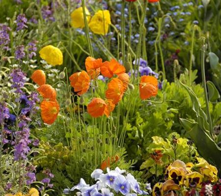 Mohn: Blütenzauber und Eleganz