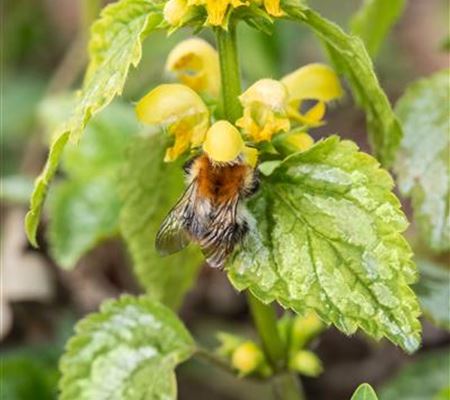Lamiastrum galeobdolon Lamiastrum galeobdolon