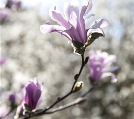 Magnolia loebneri (x) 'Leonard Messel' Magnolia loebneri (x) 'Leonard Messel'