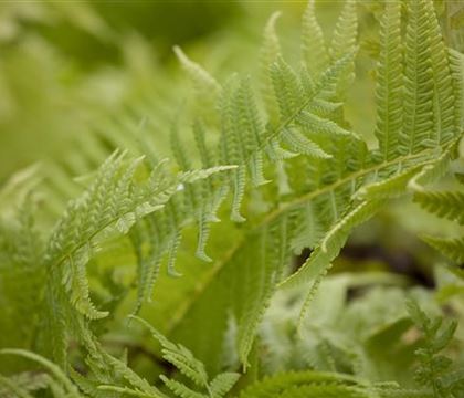 Matteuccia struthiopteris Matteuccia struthiopteris