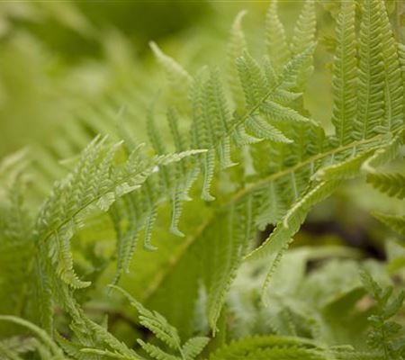 Matteuccia struthiopteris Matteuccia struthiopteris