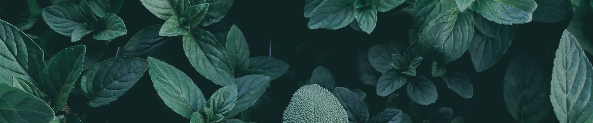 pv_image_header_x2.jpg pv_image_header_x2.jpg