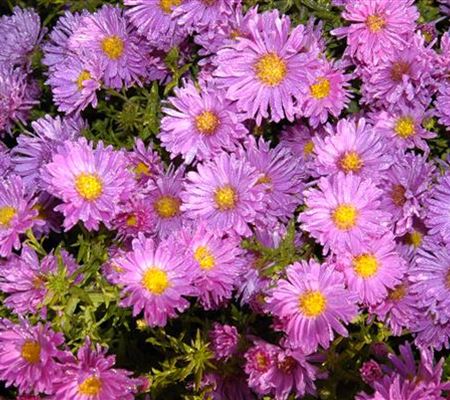Aster novae-angliae 'Rosa Sieger'