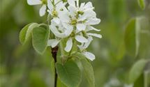 Gewöhnliche Felsenbirne