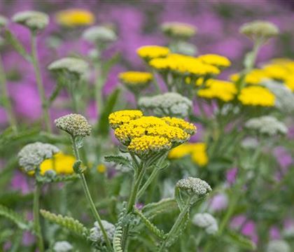 Achillea clypeolata 'Little Moonshine'