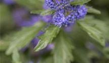 Bartblume