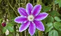 Waldrebe, Clematis