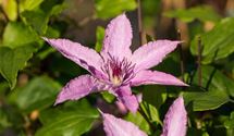 Waldrebe, Clematis