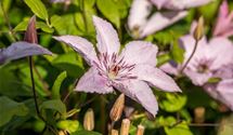 Waldrebe, Clematis