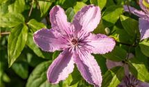Waldrebe, Clematis