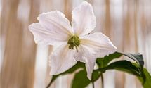 Waldrebe 'John Paul II'