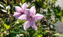 Waldrebe 'John Paul II'
