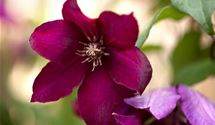 Waldrebe, Clematis