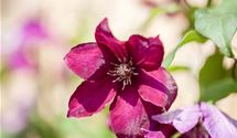 Waldrebe, Clematis