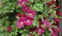 Waldrebe, Clematis