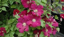 Waldrebe, Clematis