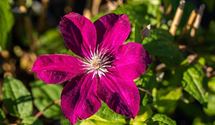 Waldrebe, Clematis