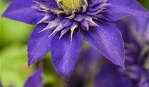 Waldrebe, Clematis