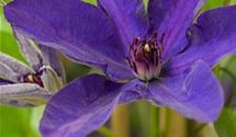 Waldrebe, Clematis