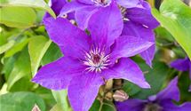 Waldrebe, Clematis