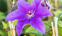 Waldrebe, Clematis
