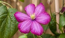 Waldrebe, Clematis