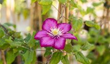 Waldrebe, Clematis