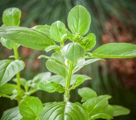 Sunny Herbs - frische Kräuter aus Italien! Sunny Herbs - frische Kräuter aus Italien!