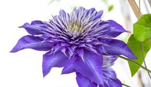 Waldrebe, Clematis