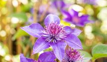 Waldrebe, Clematis