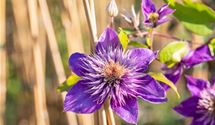 Waldrebe, Clematis