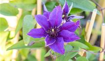 Waldrebe, Clematis