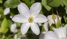 Waldrebe, Clematis
